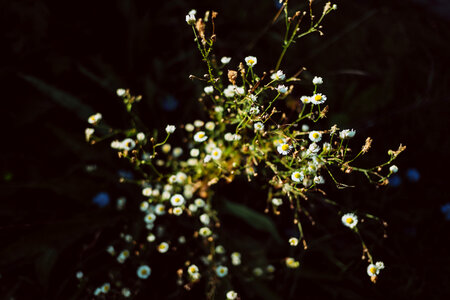 Tiny camomile flowers photo