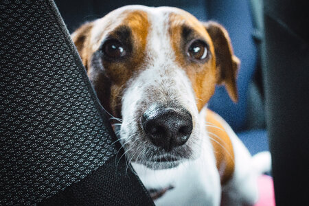 Jack Russell Terrier in the car closeup photo