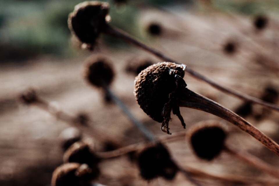 Dried flower buds closeup