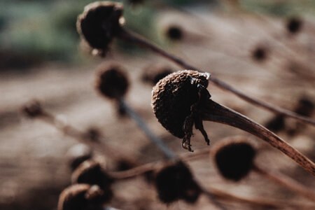 Dried flower buds closeup photo