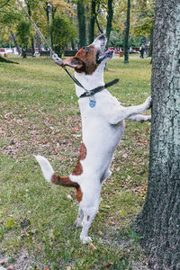 Jack Russell Terrier in the park photo