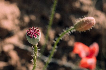 Poppy bud closeup photo