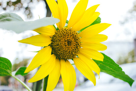 Sunflower 3