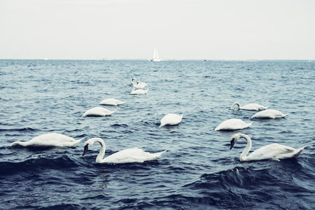 Swans floating on the sea photo