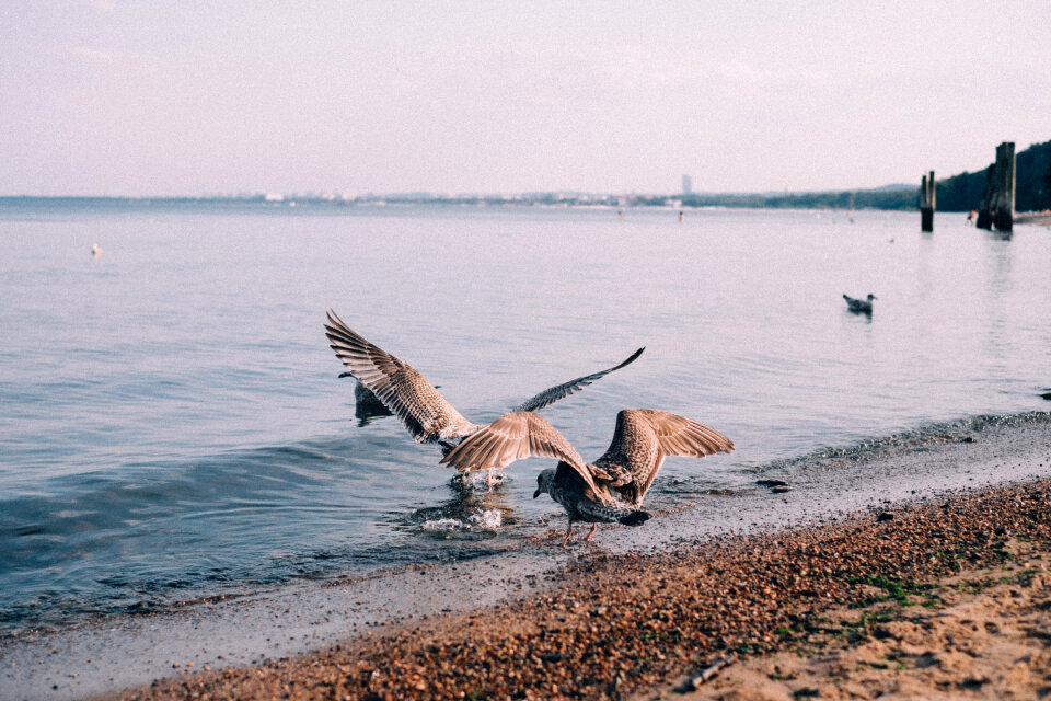 Seagulls at the seashore