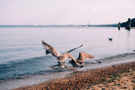 Seagulls at the seashore photo
