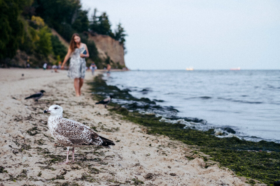 Seagull standing on the beach 2