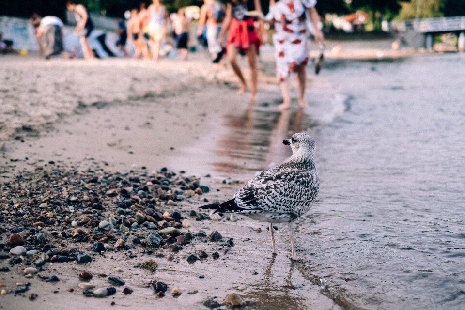 Seagull standing on the beach