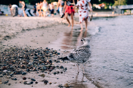 Seagull standing on the beach photo