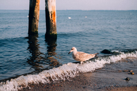 Seagull standing on the seashore photo