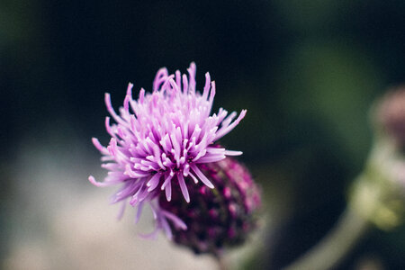 Purple thistle closeup photo