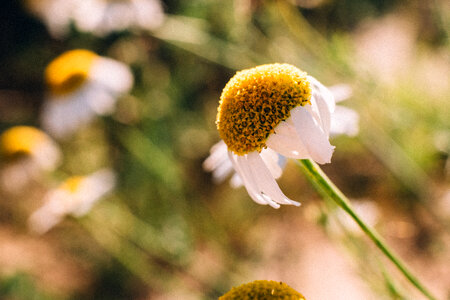 Camomile closeup photo