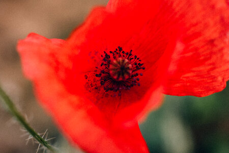 Poppy flower closeup photo