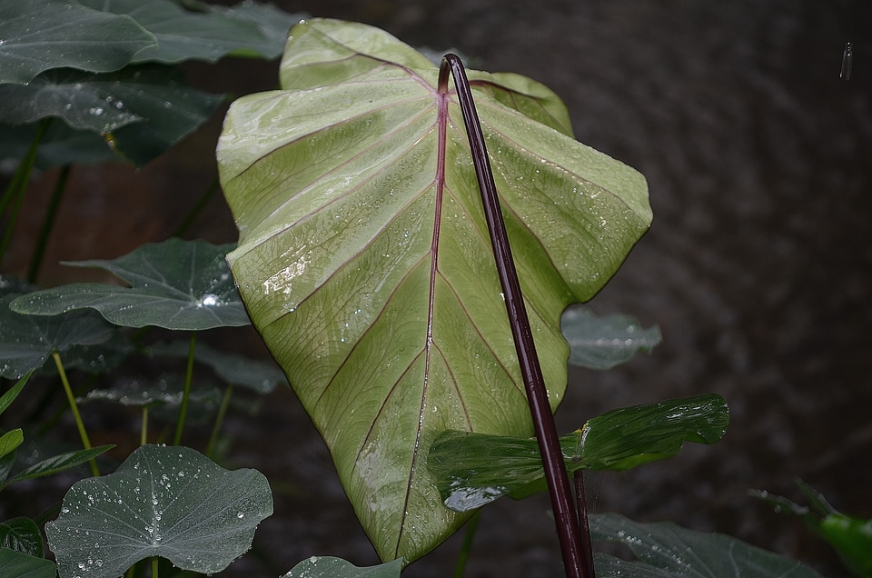 Rain drops drops plant leaves water