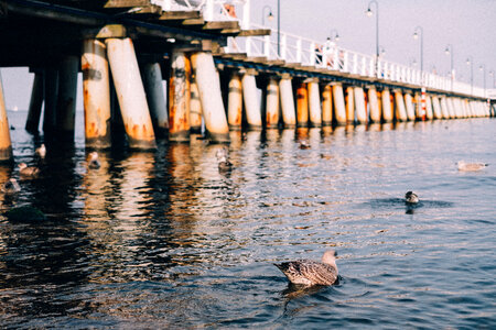 Seagulls floating near the pier photo