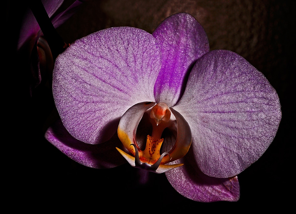 Blossom floral natural