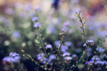 Forget-me-nots 7 photo