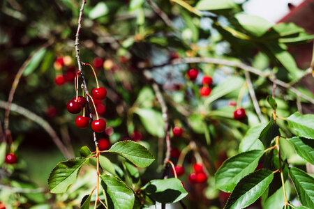 Red cherries on the tree 3