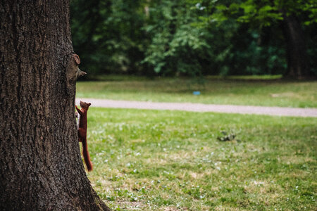 Squirrel on a tree