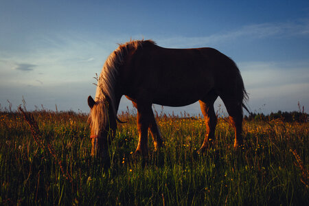 Horse in the meadow