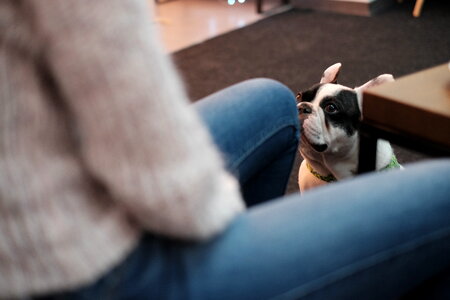 French Bulldog looking at his owner