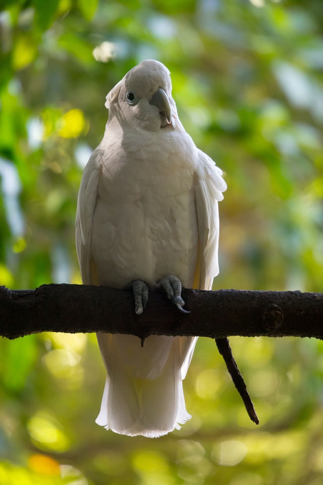Wild white parrot