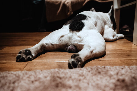 French Bulldog lying on the floor photo