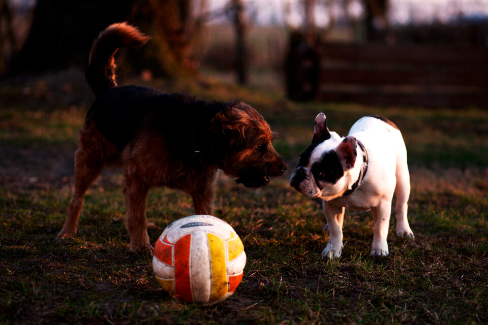Two dogs with a ball