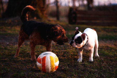 Two dogs with a ball photo