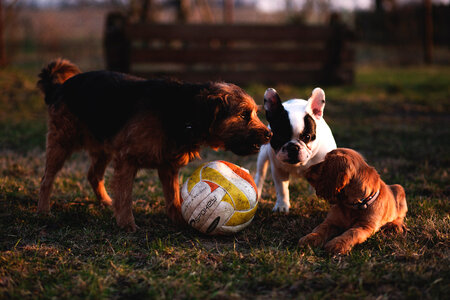 Three dogs with a ball photo