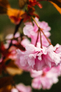 Cherry blossom closeup photo