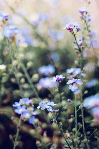 Forget-me-nots 6 photo