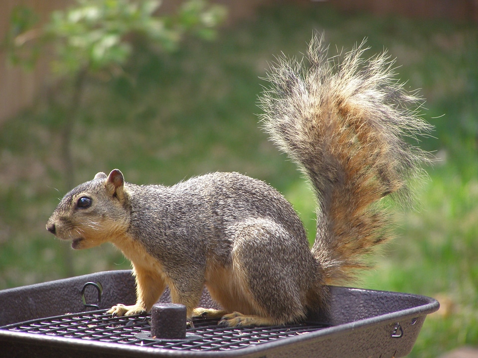 Nature wildlife mammal
