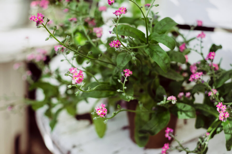 Potted pink flower