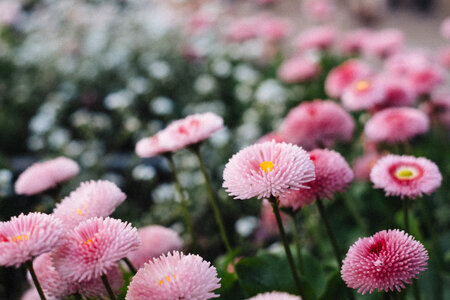 Pink daisies 2