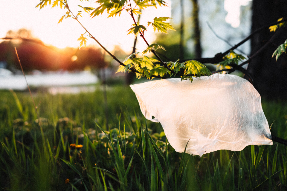 Plastic bag stuck on a tree