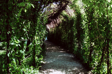 Green ivy alley photo