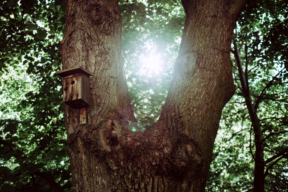 Bird house on a tree