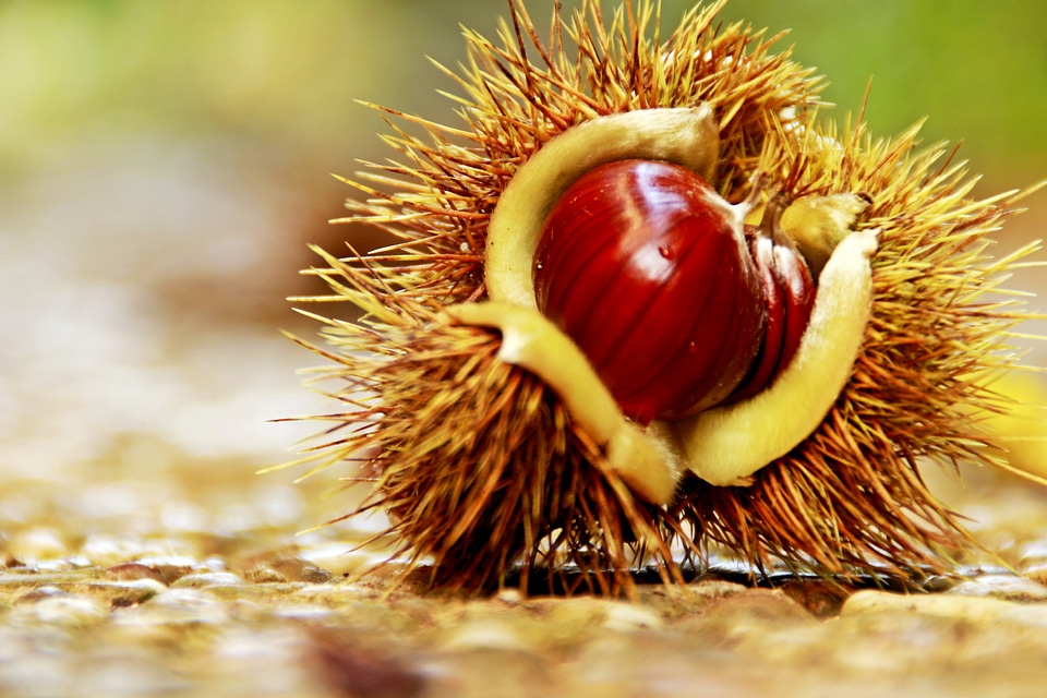 Collect fruits food