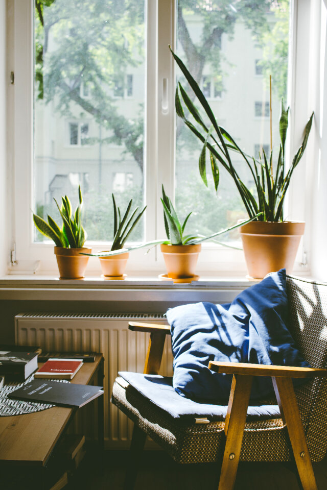 Succulent plants on a window sill 2