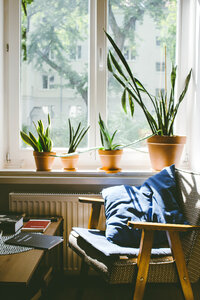 Succulent plants on a window sill 2 photo