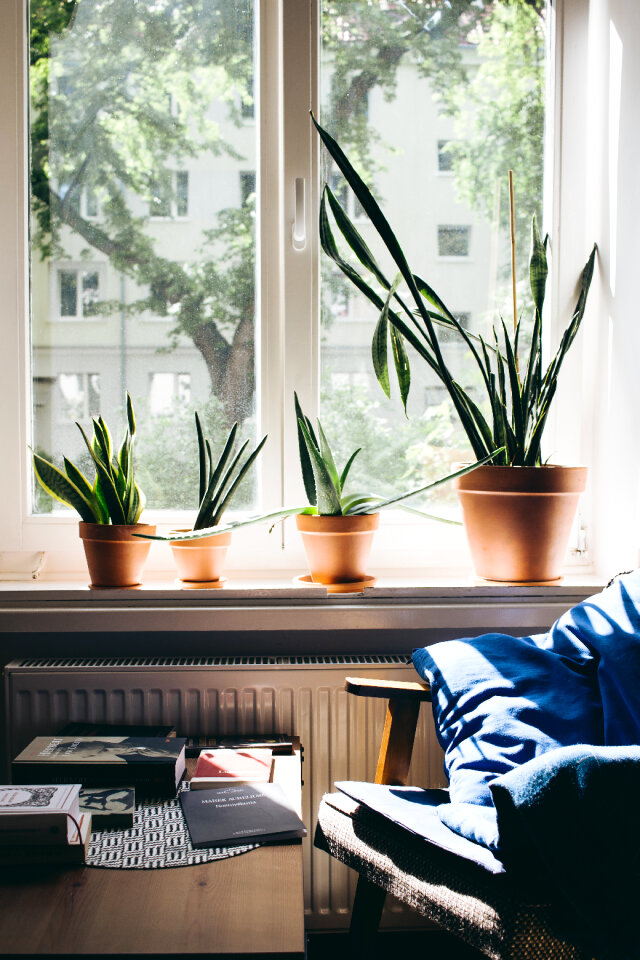 Succulent plants on a window sill