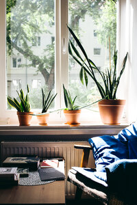 Succulent plants on a window sill photo