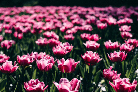 Pink tulips 3 photo