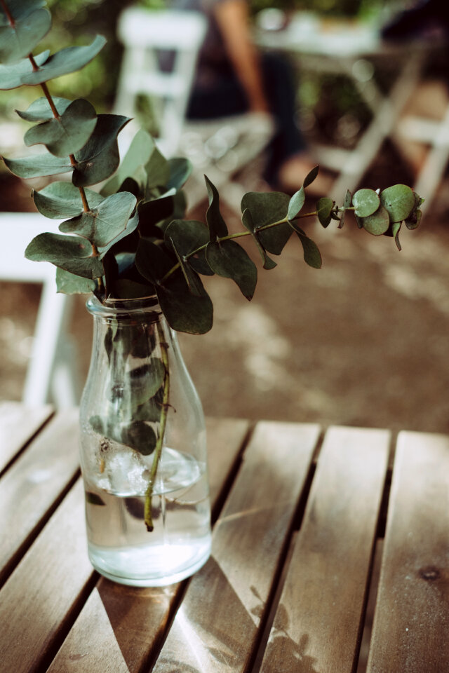 Eucalyptus twigs in a bottle