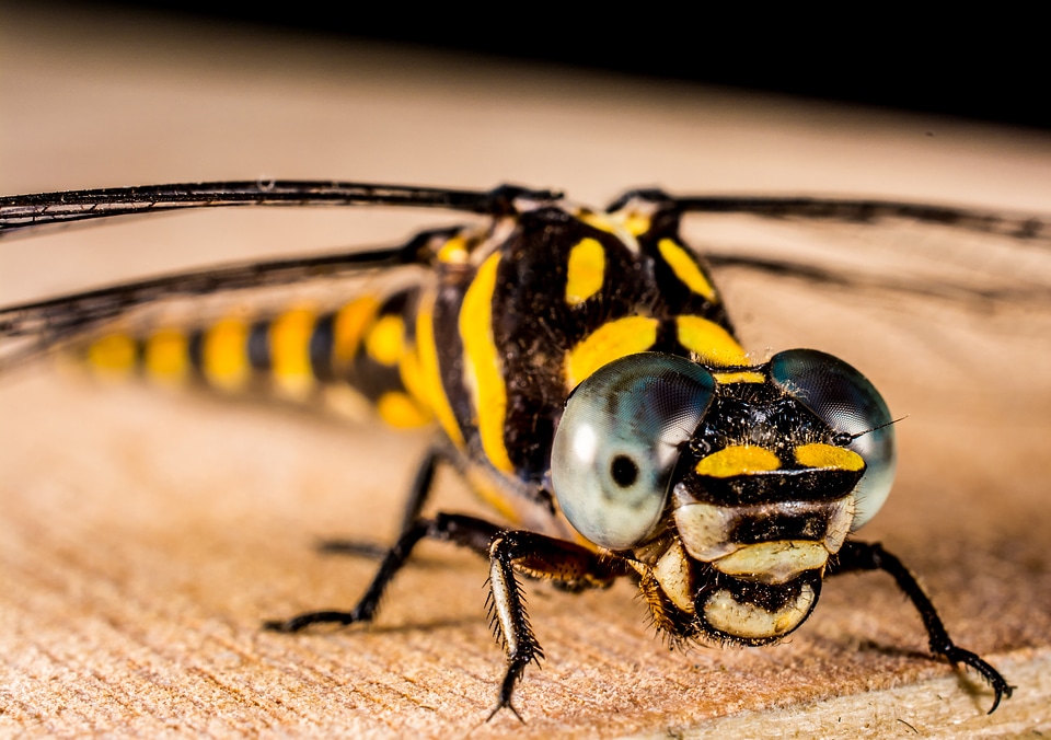 Close up wing chitin