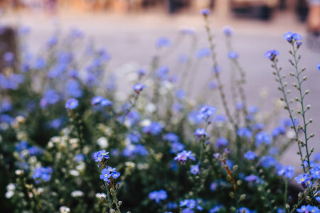 Forget-me-nots 4 photo