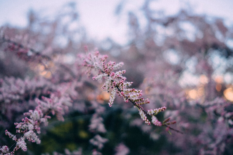 Redbud tree blossom 2