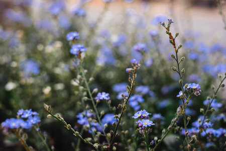 Forget-me-nots 5 photo