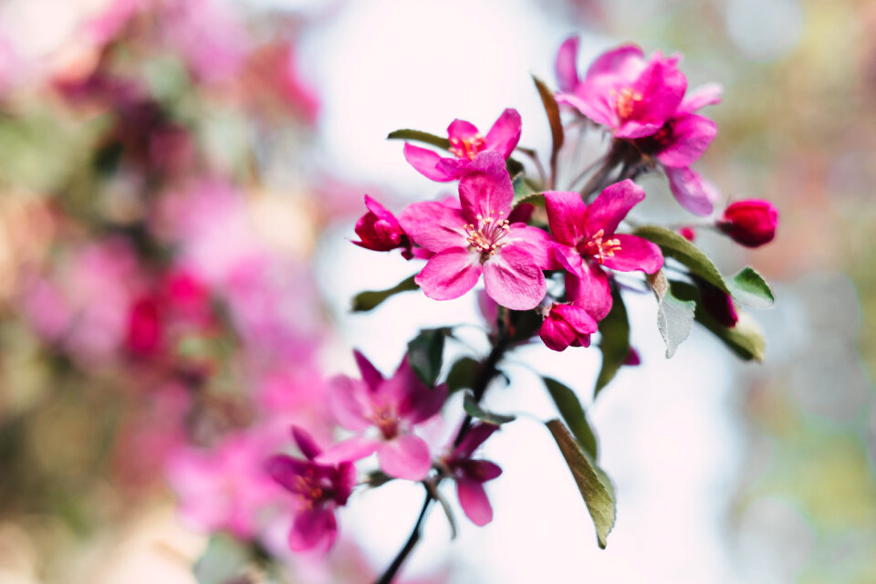 Pink tree blossom
